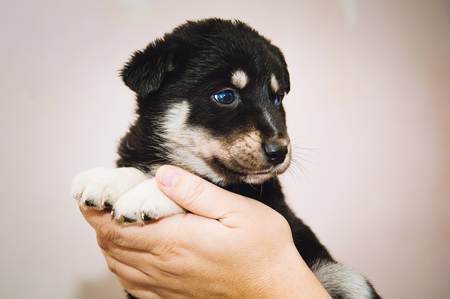 The man holds in his arms a cute little puppy of mixed breed.の写真素材