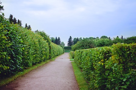 Green lawn in a colorful summer garden. Beautiful Garden.の写真素材