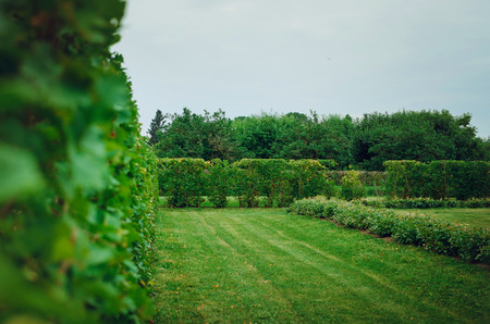 Beautiful summer garden landscape. Exactly trimmed bushes and trees.の写真素材
