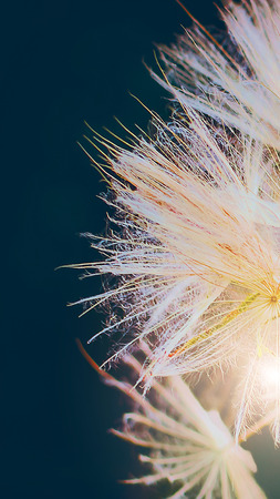 Fluffy dandelion head close up, Beautiful background can be used as a screen saver on a smartphone screen.の写真素材