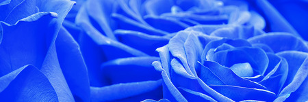 Beautiful natural panoramic background. Blue roses.の写真素材