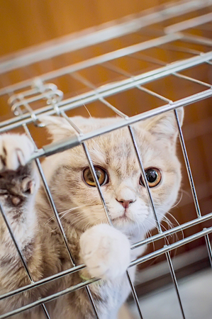 A beautiful cute British breed cat sits in a cage, Close-up. The concept of volunteering and helping animals.の写真素材