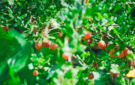 Ripe gooseberry on the bushes on a summer sunny day. Selective focus, close-up.