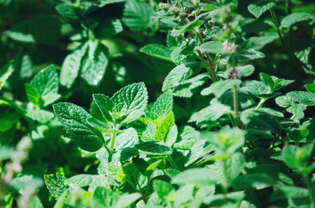 Close up green leaves of melissa officinalis