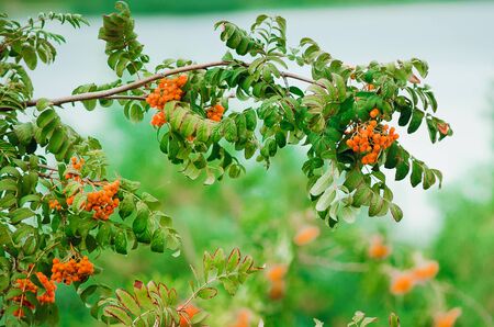 Rowan branch with red berries. Close-up, selective focus.の写真素材