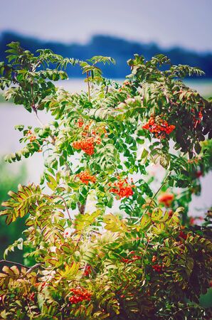 Red rowan, close-up. Vertical photograph.の写真素材