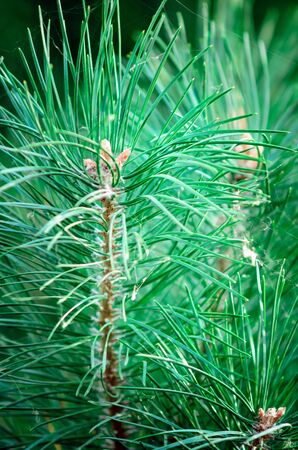 Needles on a pine branchの写真素材