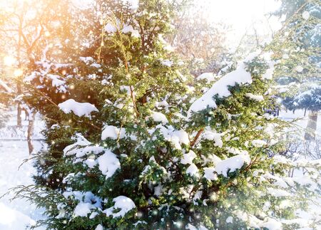 Christmas tree branch in the snow, Snowfall effect. Christmas winter background.の写真素材