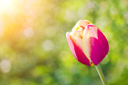 One and unique yellow-red tulip growing in a garden on a blur green background.