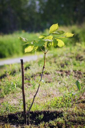 Young sprout of a chestnut tree. Selective focus.の写真素材
