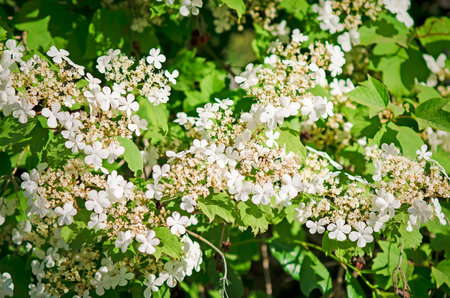 Viburnum flowers (Vibúrnum ópulus), closeup, selective focus. Useful plants are used in folk...