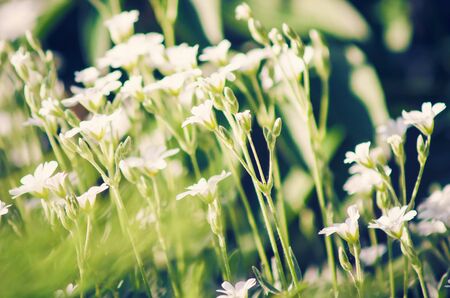 Blurred summer floral background for design.の写真素材