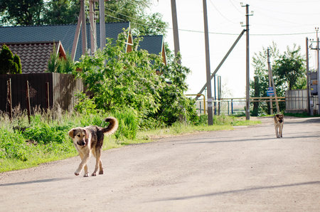 homeless dogs, abandoned dogs on the road. Alone skinny stray dog standing, hungry on the street....