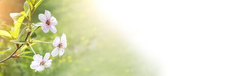 Branches of a blooming cherry macro with soft focus on a white background with copy space. Beautiful floral image of spring nature panoramic view.の写真素材