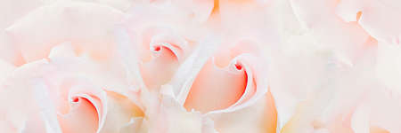 pink roses flower on soft pastel color in blur style .panoramic template with place for copy space.の写真素材