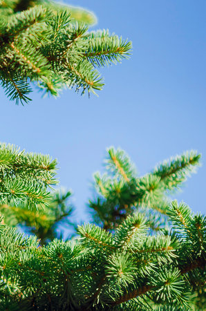 spruce tree against a clear blue sky on a sunny day. Vertical photograph.