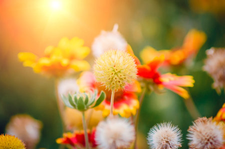 Beautiful floral summer background for design.の写真素材