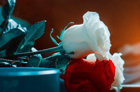 Beautiful white and red roses in backlight. Beautiful background. Tinted photograph.の写真素材