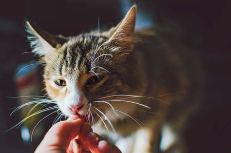 A domestic cat takes food from a person's hands.の写真素材