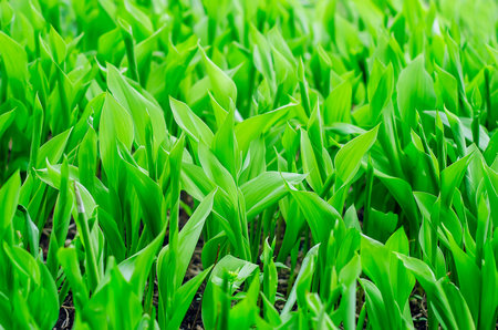 There are many lilies of the valley growing in the garden. Green leaves of lilies of the valley....