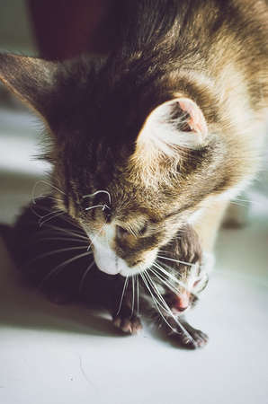 Newborn kitten and mom cat.の写真素材