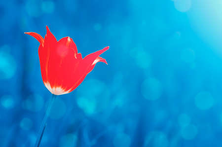 Red tulip on blue ghostly background with bokeh.の写真素材