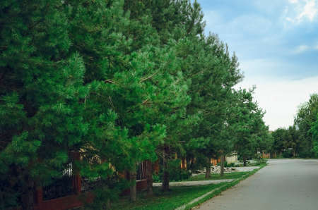 Beautiful green pine trees grow outside.の写真素材