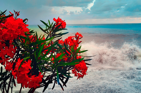Beautiful red flowers against the background of the sea surf. Beautiful landscape.の写真素材
