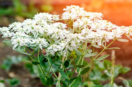 Close-up of a beautiful flower Euphorbia marginata is a small annual euphorbia.の写真素材