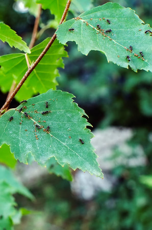 Garden pests ants on birch leaves. Vertical photography.