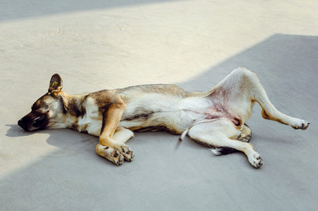 Homeless mongrel dog sleeps on the street.の写真素材