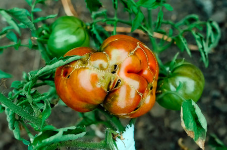 Red uneven tomato on a branch. Growing vegetables in the garden.の写真素材
