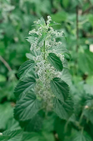 Urtica dioica, often called common nettle, stinging nettle, or nettle leaf, a young plant in a forest in a clearing. The first spring vitamins. Ingredient of vitamin salad.の写真素材