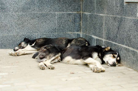 Two homeless mongrels sleep in the street. Animal care concept.の写真素材