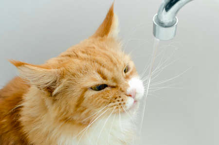 Ginger Maine coon cat drinking water from tapの写真素材