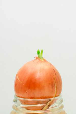Small green sprout on a onion on a white background. Vertical photo, space for text, copyspace.の写真素材