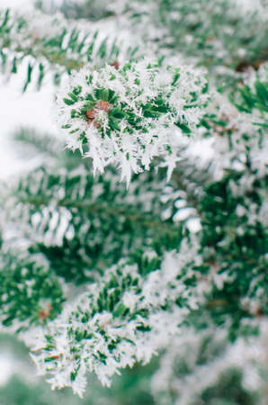 Frosty Spruce Branches.Outdoor frost scene. Snow winter background. Nature forest light landscape. Beautiful tree, snowy, scenic, snowfall.の写真素材