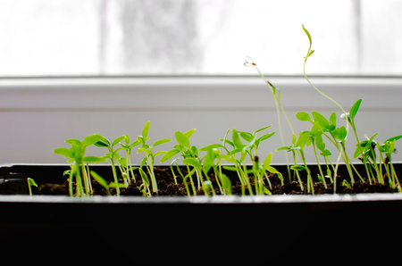 Small green plant sprouts with green leaves grow naturally, the concept of agriculture and...