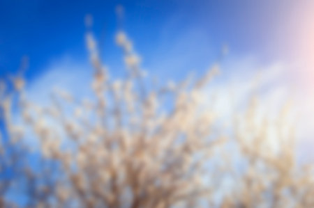 Blurred background of flowering trees against the sky. Beautiful defocused natural background.の写真素材