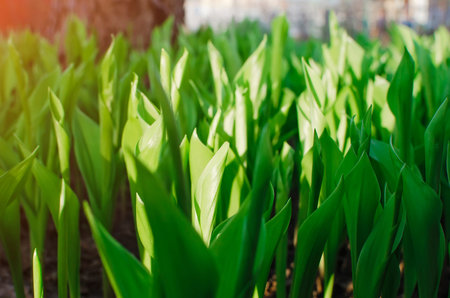 Green spring lilies of the valley grow in the garden.