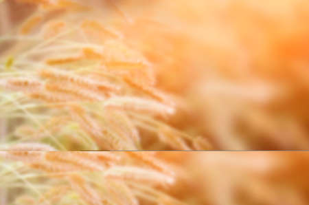 Natural blurred background of autumn grass with ears. Sunlight, trendy backdrop with space for text, copyspace.の写真素材