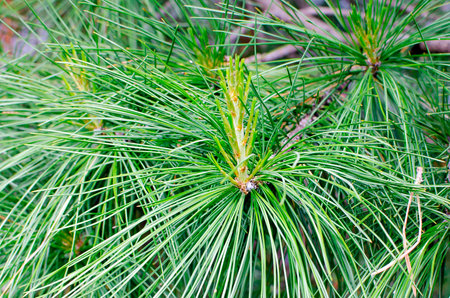 nature, landscape and wildlife concept - close up of pine branch in summer forest or parkの写真素材