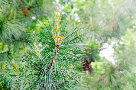 nature, landscape and wildlife concept - close up of pine branch in summer forest or park. Place for text, copyspace.の写真素材