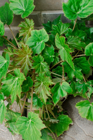 Decorative green leaf home plant Royal begonia.の写真素材