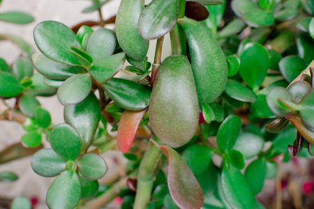 Cactus bladeren type, Jade plant, crassula.houseplant Crassula ovata jade plant money tree.の写真素材