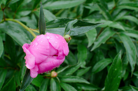 Purple flowers peonies flowering with raindrops on green background. Peonies garden.の写真素材