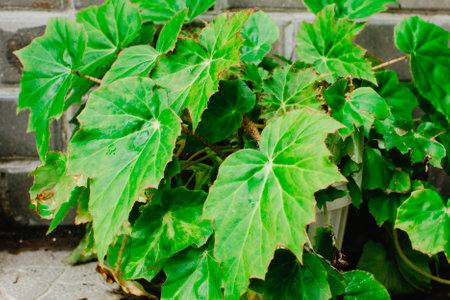 Decorative leaf home plant Royal begonia (Begoniaceae Rex) in a potの写真素材
