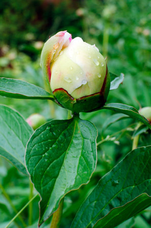White peony bud in raindrops in the garden. vertical photography, beautiful natural backgroundの写真素材