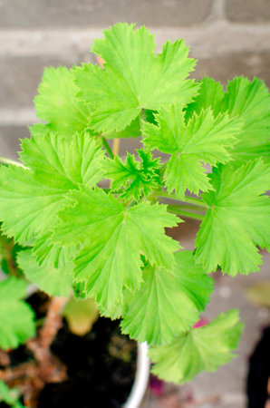Homemade begonia plant growing in a pot.の写真素材