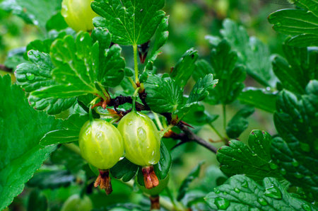 Green gooseberries growing in the garden.の写真素材